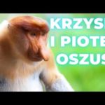img_107376_rozmowy-z-oszustami-krzysiu-nowy-inwestor-i-pioter-oszust-oszust-scam-oszu-ci-bitcoin.jpg