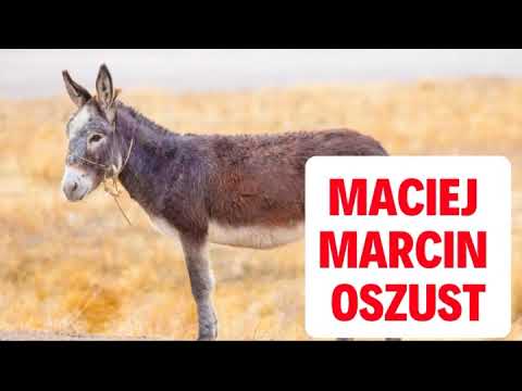 Kryptowaluty scam oszuści - MAciej Marcin osioł rozmowa z oszustem #oszust #oszustwo #scam