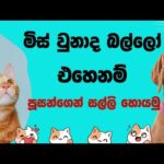 img_119936_cats-airdrop-sinhala-emoney-sinhala-telegram-cats-online-jobs-online-salli-hoyana-krama.jpg