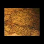 img_132032_polticle-scam-in-india-facts-history-travel-viralvideo-scam.jpg