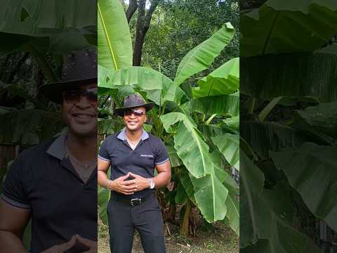 Theatric Gardening: How to make money online