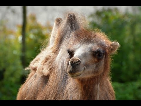 Bitcoin News 18 January 2017