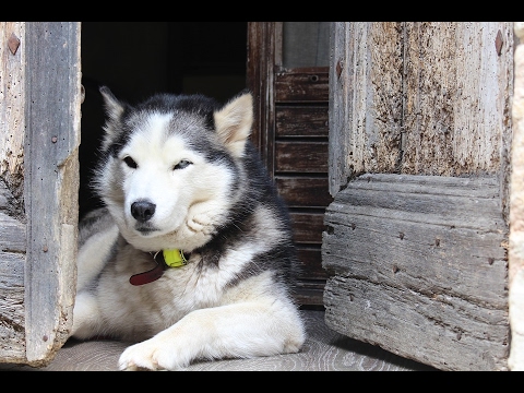 Bitcoin News 31 January 2017