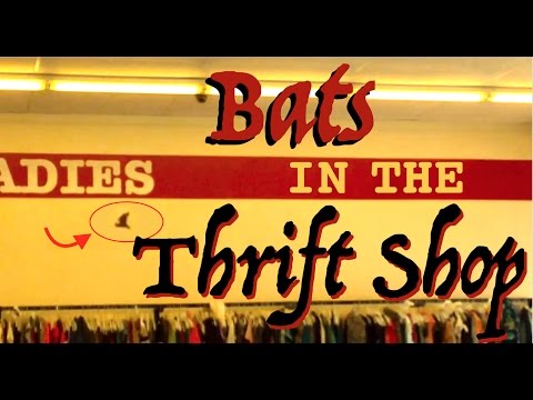 Make Money Online From the Thrift Shops? WHAT YOU SHOULD WATCH OUT FOR!