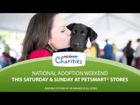 Top 3 Rescue Stories of 2014