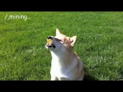How to mine Doge coin