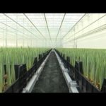 Dutch farm uses Bitcoin mining to grow tulips and save on energy costs | AFP