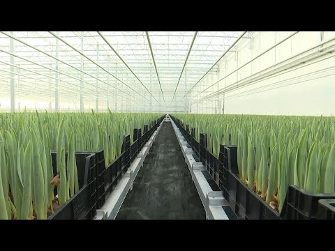 Dutch farm uses Bitcoin mining to grow tulips and save on energy costs | AFP